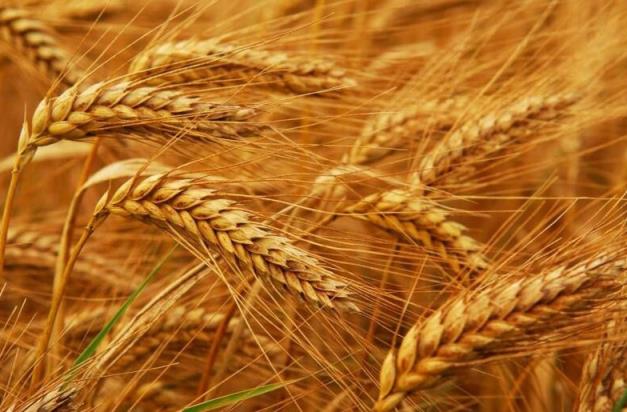 小麦价格最新行情2023,小麦价格今日价一斤多少钱2023