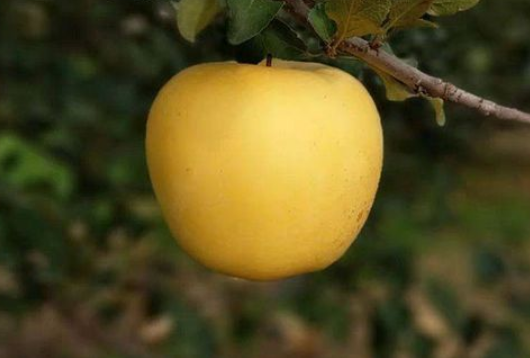 黄金维纳斯苹果是脆的还是面的,黄金维纳斯苹果口感怎么样
