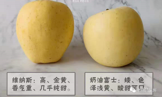 黄金维纳斯苹果和奶油富士是一个品种吗,维纳斯黄金苹果与奶油富士的区别