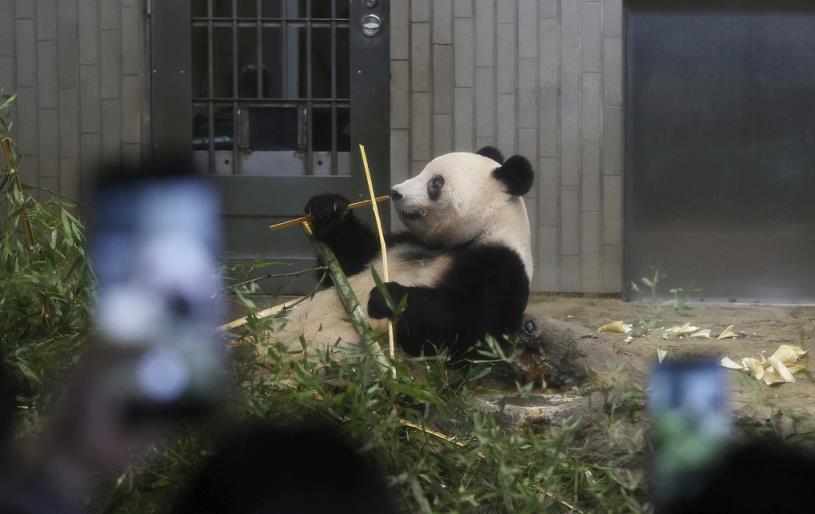 欢迎旅日大熊猫香香回家,大熊猫香香为什么回国