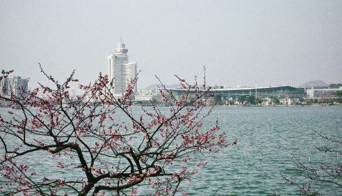2023南京玄武湖樱花什么时候开,南京玄武湖樱花在哪里游玩攻略