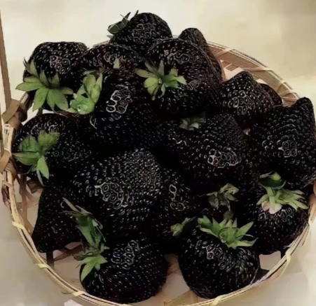 黑色草莓叫什么名字,黑色草莓是什么品种