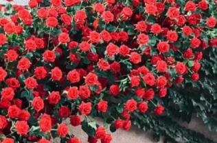 杭州地铁口惊现玫瑰瀑布,杭州哪个地铁站有鲜花