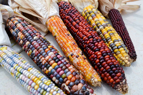 2023年春天玉米会涨价吗,2023年春天玉米行情将如何