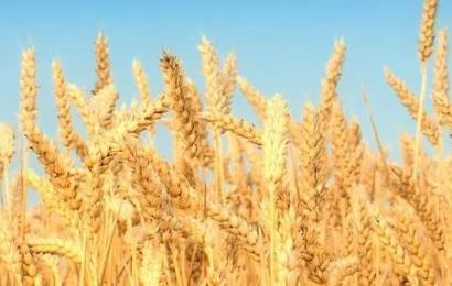 中国220吨小麦将运抵叙利亚,中国小麦出口哪些国家