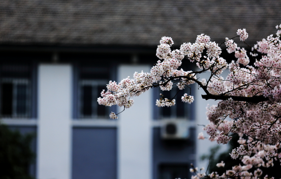 2023武汉大学樱花什么时候开花,2023年武大樱花最佳观赏时间