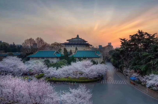 2023武汉大学樱花什么时候开花,2023年武大樱花最佳观赏时间