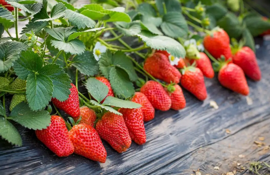 草莓在冰箱里放发白了还可以吃吗,冰箱里的草莓发白是坏了吗