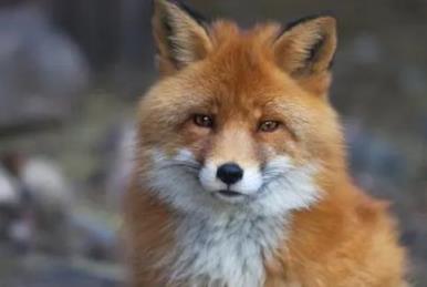 流浪小狐狸投奔看守所1年胖成球,狐狸的寓意和象征