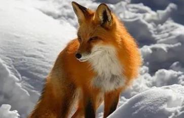 流浪小狐狸投奔看守所1年胖成球,狐狸的寓意和象征