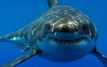 网红博主烹食噬人鲨被罚12.5万,美食博主食用二级保护动物被刑拘