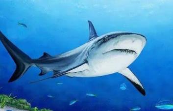 网红博主烹食噬人鲨被罚12.5万,美食博主食用二级保护动物被刑拘