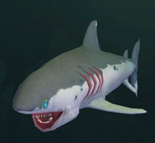 创造与魔法幼紫鲨饲料有哪些，详细介绍幼紫鲨养殖和喂养