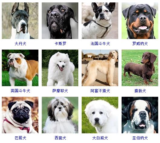 宠物狗品种图片大全价格 172种名犬图片及名字,图片,猎犬,宠物狗