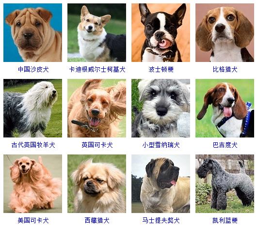 宠物狗品种图片大全价格 172种名犬图片及名字,图片,猎犬,宠物狗