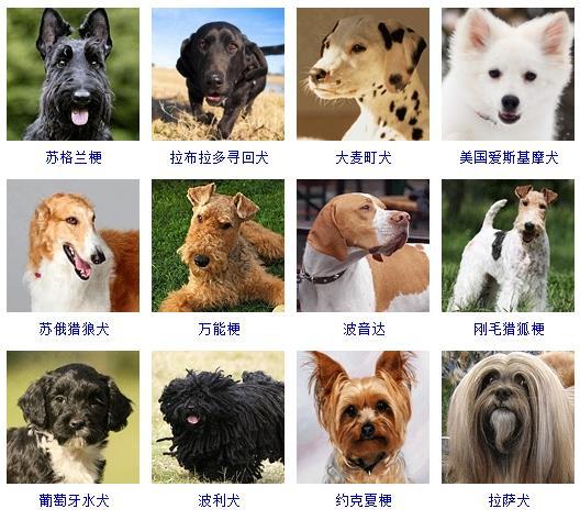 狗的品种有哪些,狗的品种名称大全,品种,名称,大全
