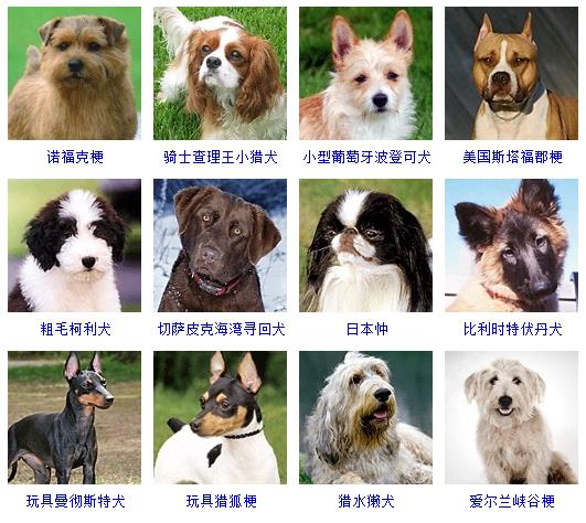 狗的品种有哪些,狗的品种名称大全,品种,名称,大全