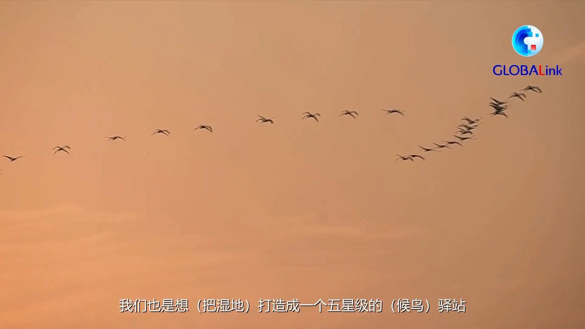 仙鹤之乡是哪里,中国白鹤之乡吉林镇赉,白鹤,全球,仙鹤