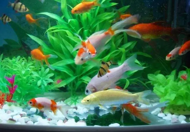 热带观赏鱼图片和名字大全,5种既便宜又好养的热带鱼,观赏鱼,热带鱼,热带