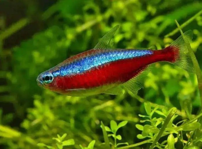 热带观赏鱼图片和名字大全,5种既便宜又好养的热带鱼,观赏鱼,热带鱼,热带