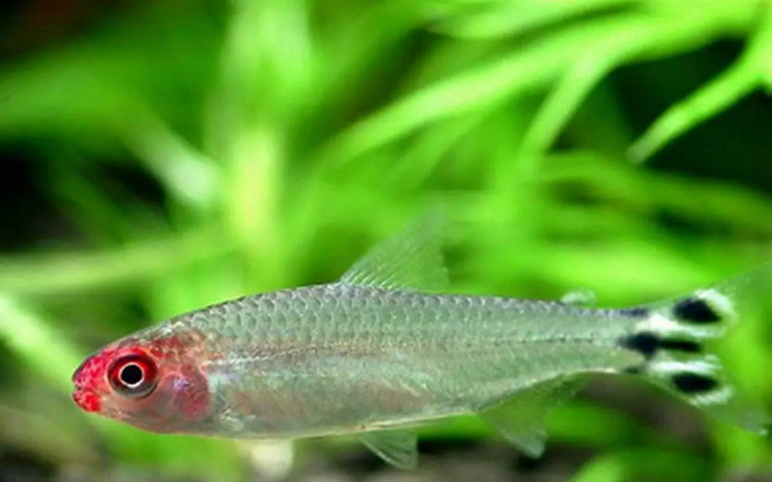 热带观赏鱼图片和名字大全,5种既便宜又好养的热带鱼,观赏鱼,热带鱼,热带