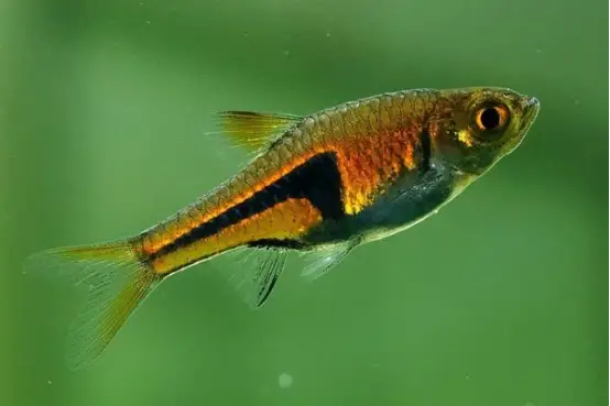 热带观赏鱼图片和名字大全,5种既便宜又好养的热带鱼,观赏鱼,热带鱼,热带