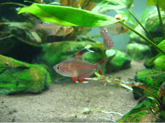 热带观赏鱼图片和名字大全,5种既便宜又好养的热带鱼,观赏鱼,热带鱼,热带