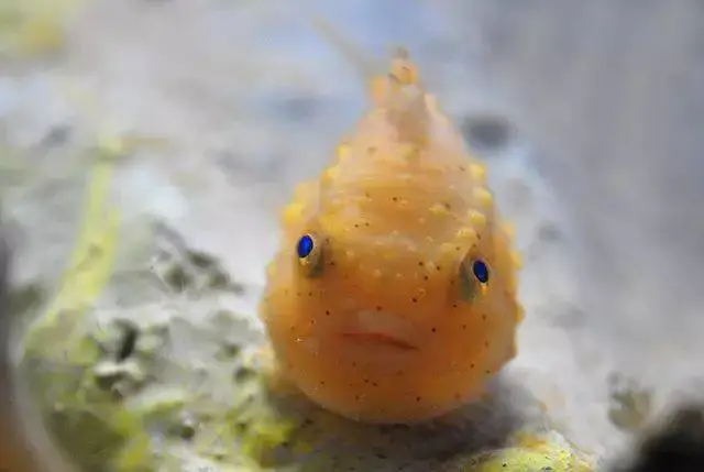 热带观赏鱼图片和名字大全,5种既便宜又好养的热带鱼,观赏鱼,热带鱼,热带