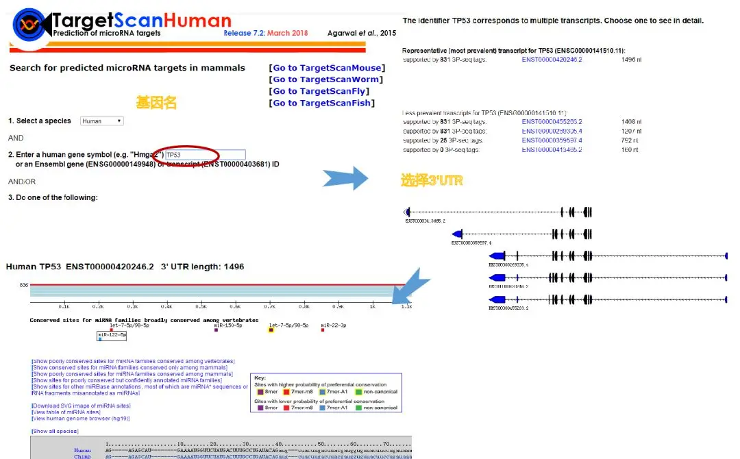 mirna靶基因分析套路,常用microRNA靶基因预测工具,基因,套路,工具