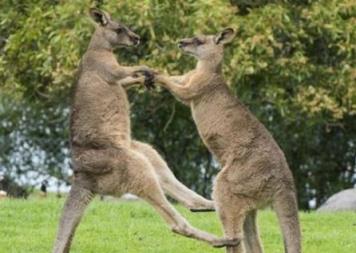 澳大利亚发生袋鼠杀人事件,澳大利亚袋鼠数量