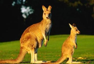 澳大利亚发生袋鼠杀人事件,澳大利亚袋鼠数量