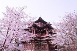 西安青龙寺樱花迎来盛放期,西安青龙寺樱花园图片