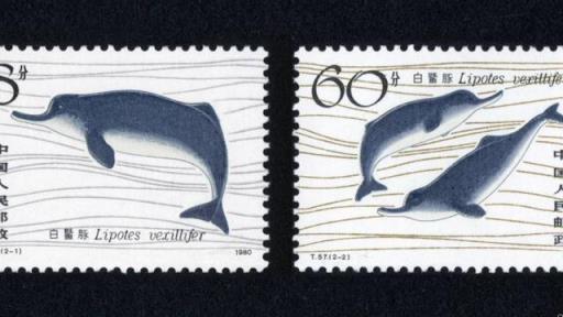 白鳍豚被称为水中大熊猫,导致大熊猫和白鳍豚濒临灭绝的直接原因是