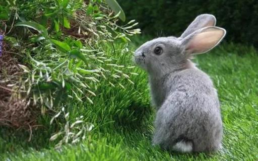 为什么外面的小兔子养不活,兔子不喜欢在哪里生活