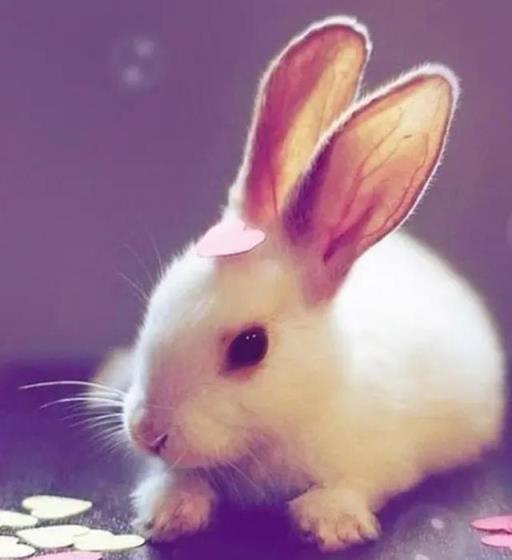 为什么外面的小兔子养不活,兔子不喜欢在哪里生活