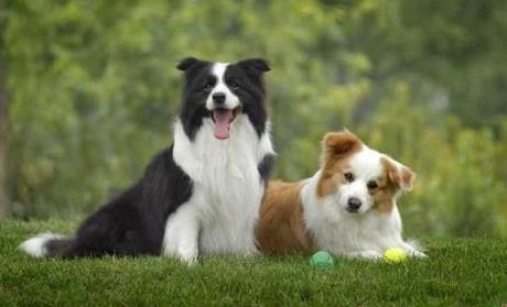 狗狗品种大全及图片分类,常见狗狗品种大全及图片名称