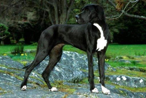 狗狗品种大全及图片分类,常见狗狗品种大全及图片名称