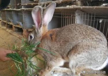 垂耳兔饲养指南,垂耳兔的饲养方法