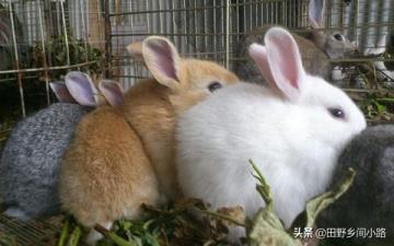 垂耳兔饲养指南,垂耳兔的饲养方法