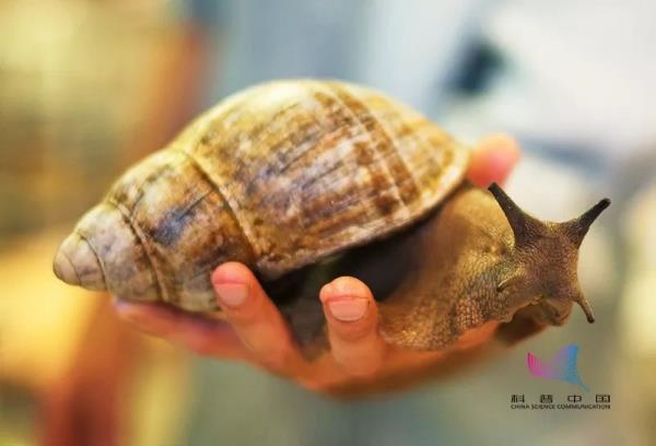 非洲大蜗牛能吃吗有毒吗,非洲大蜗牛能吃吗
