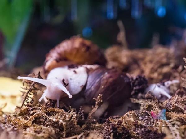 非洲大蜗牛能吃吗有毒吗,非洲大蜗牛能吃吗