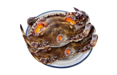 生腌螃蟹放冰箱隔天还能吃吗,生腌螃蟹放冰箱第二天还能吃吗