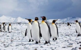 什么样的南极是企鹅的家「详细讲解：企鹅主要生活在南北两极」