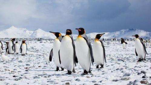 什么样的南极是企鹅的家,企鹅主要生活在南北两极