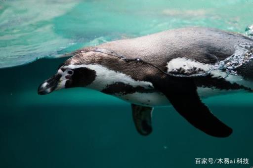 什么样的南极是企鹅的家,企鹅主要生活在南北两极