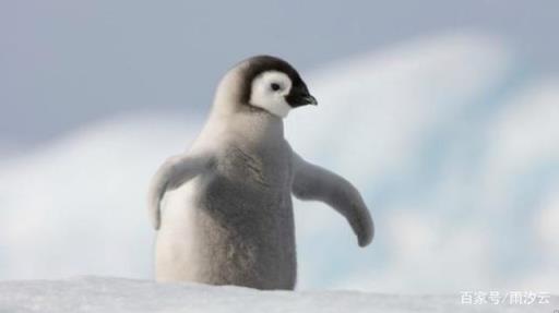 企鹅主要生活在南极,在所有的南极居民中什么是企鹅的天敌