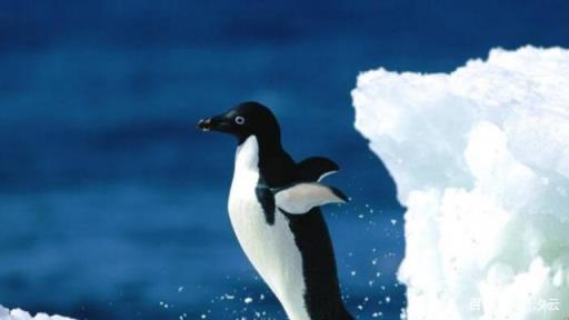企鹅主要生活在南极,在所有的南极居民中什么是企鹅的天敌