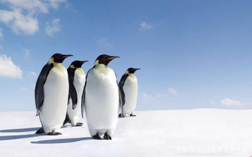 企鹅生活在冰冷的南极,对不对,为什么企鹅不在北极生活