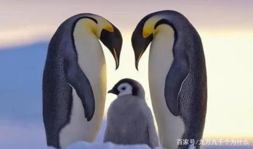 企鹅生活在冰冷的南极,对不对,为什么企鹅不在北极生活