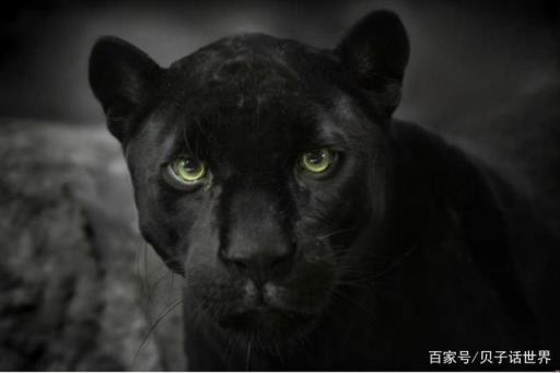 比狮子还凶猛的动物,地球上最凶猛的动物,比老虎和狮子都厉害,咬力惊人